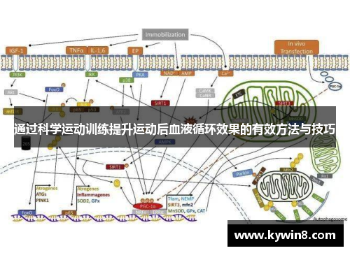 通过科学运动训练提升运动后血液循环效果的有效方法与技巧